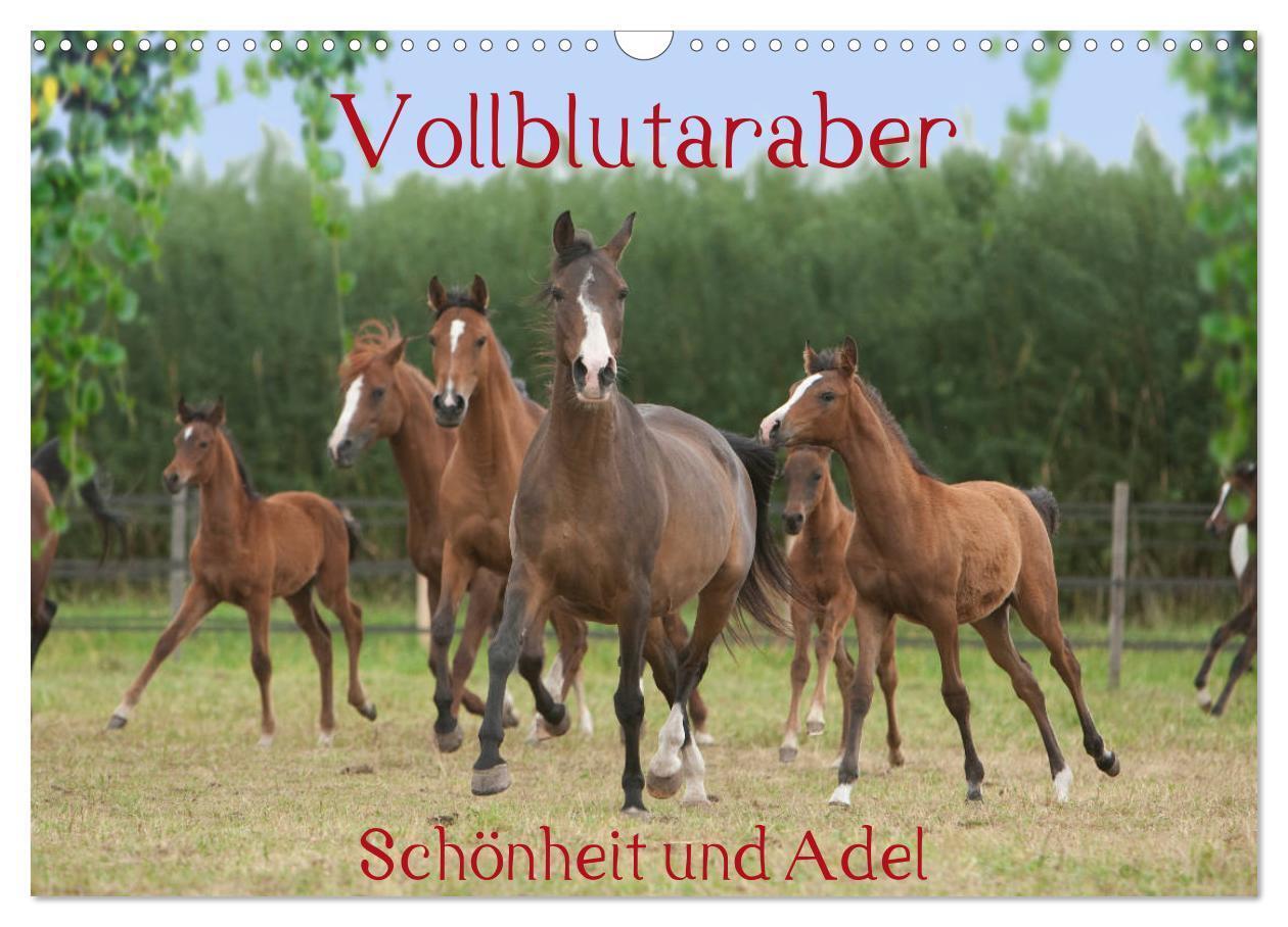 Cover: 9783435423729 | Vollblutaraber - Schönheit und Adel (Wandkalender 2025 DIN A3...