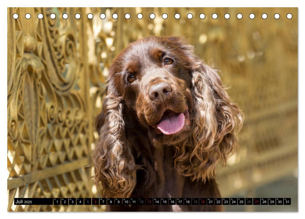 Bild: 9783435447312 | English Cocker Spaniel - Fröhliche Gesellen (Tischkalender 2025 DIN...