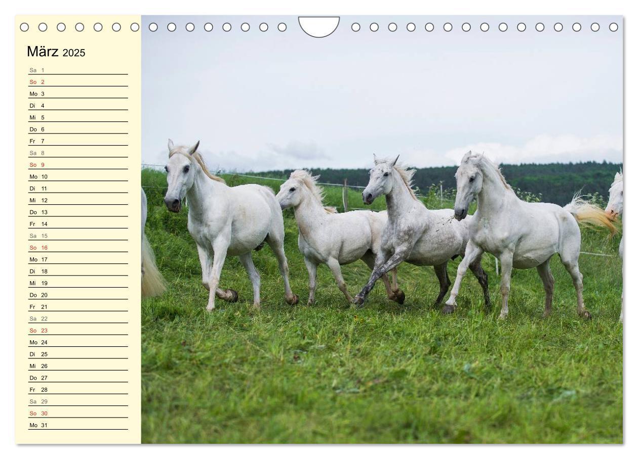 Bild: 9783435545544 | Traumpferd Lipizzaner (Wandkalender 2025 DIN A4 quer), CALVENDO...