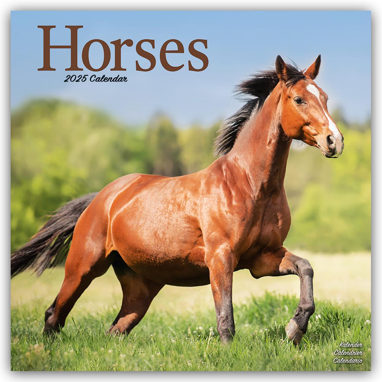 Cover: 9781804604380 | Horses - Pferde 2025 - 16-Monatskalender | Avonside Publishing Ltd