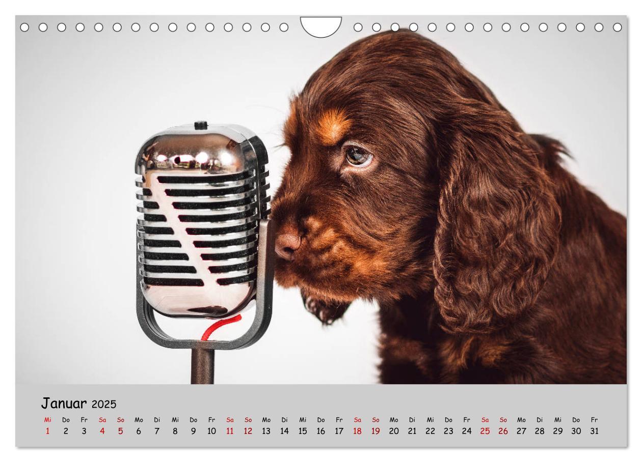 Bild: 9783435137305 | Elvis ein Engl. Cocker Spaniel wird Groß (Wandkalender 2025 DIN A4...