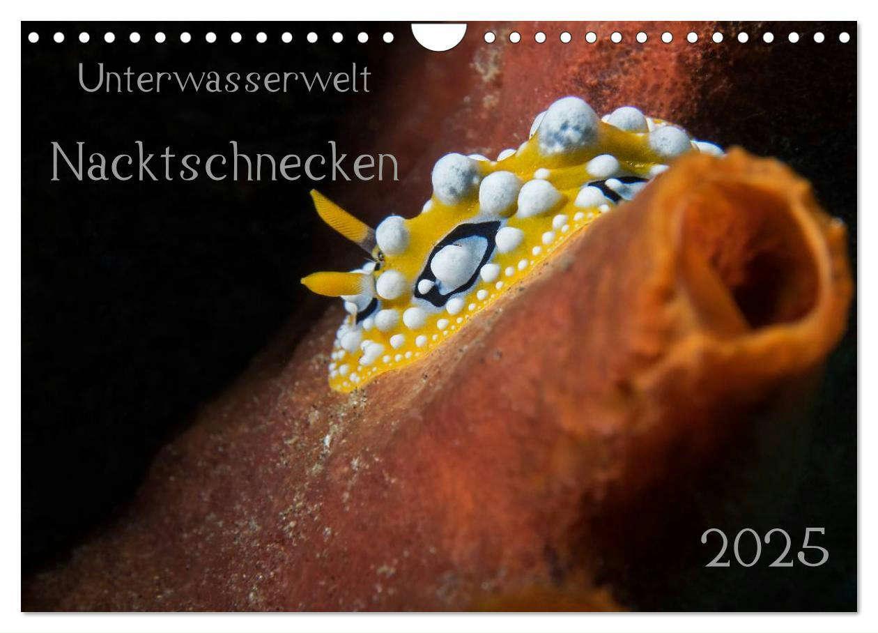 Cover: 9783435557639 | Unterwasserwelt Nacktschnecken (Wandkalender 2025 DIN A4 quer),...