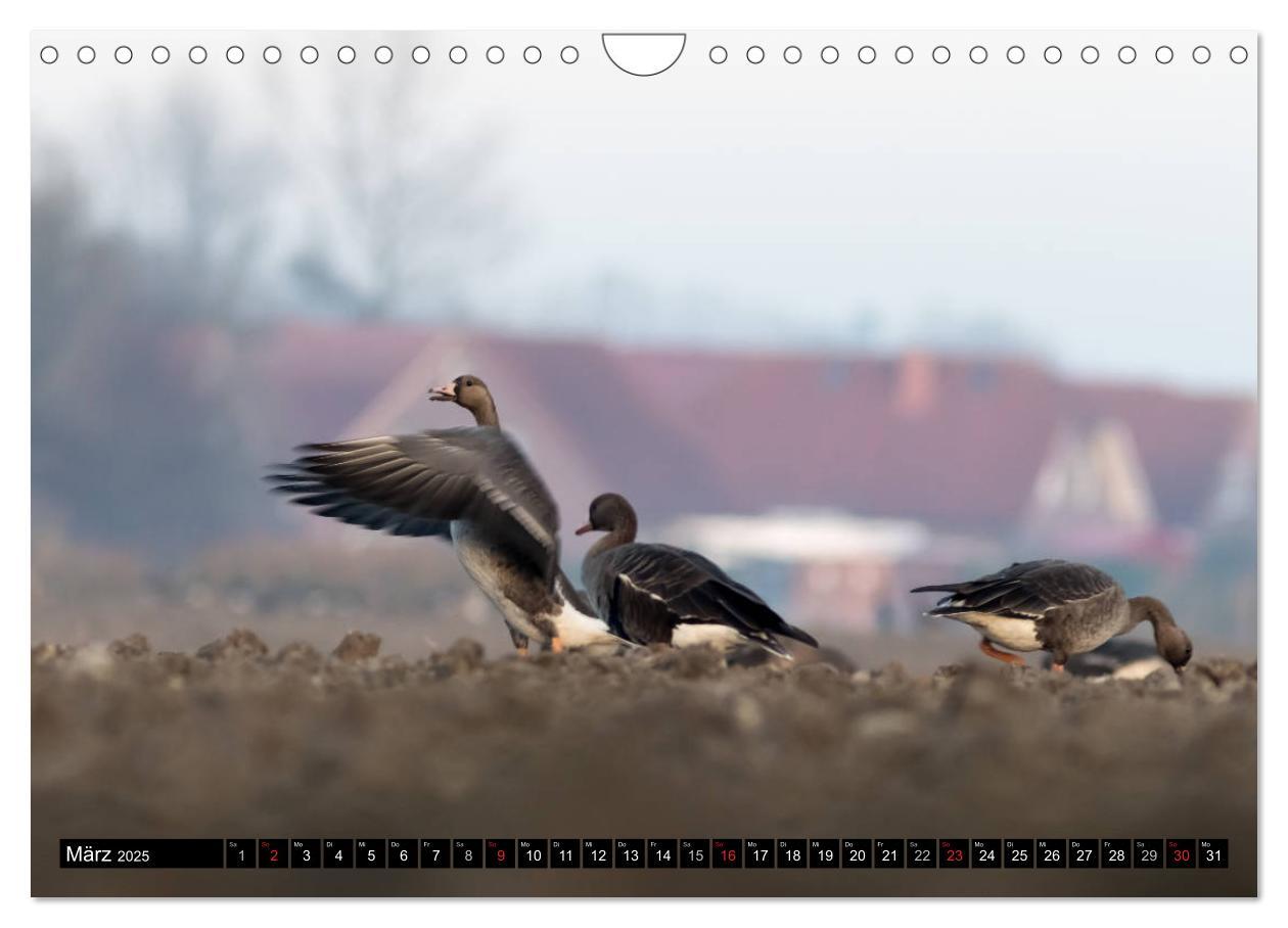 Bild: 9783435377060 | Gefiederte Schönheiten - Wildgänse in Norddeutschland (Wandkalender...