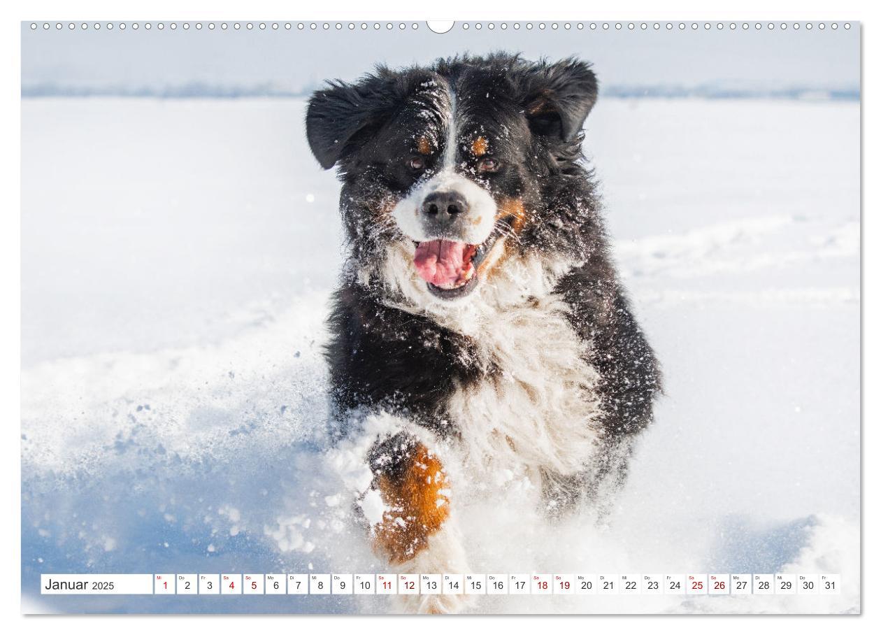 Bild: 9783383848292 | Berner Sennenhund - Ein Freund auf vier Pfoten (Wandkalender 2025...