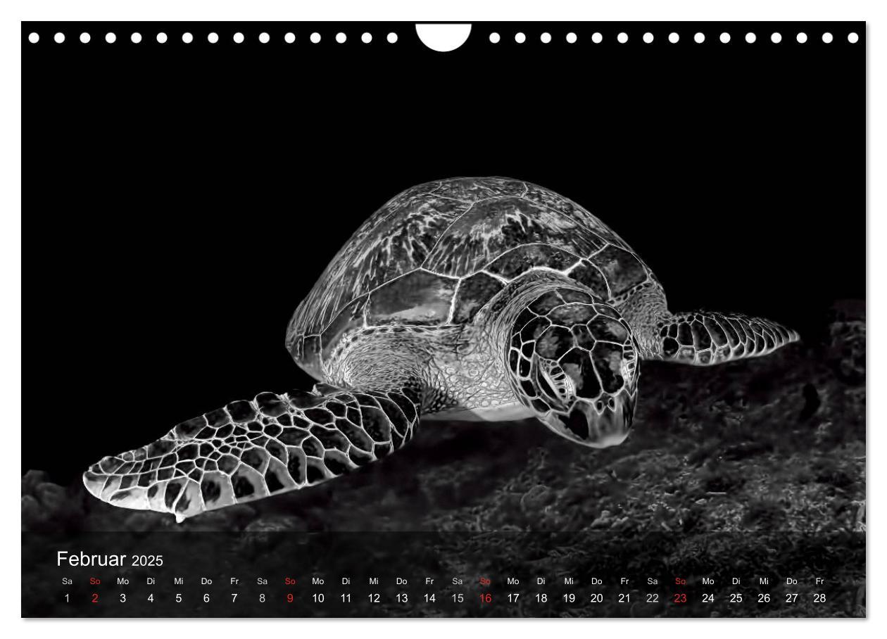 Bild: 9783435597680 | Schildkröten des Ozeans (Wandkalender 2025 DIN A4 quer), CALVENDO...