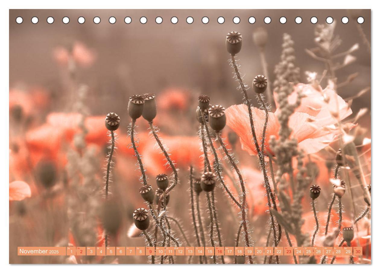 Bild: 9783435286867 | Mohnblumen - Fotografie mit Magie (Tischkalender 2025 DIN A5 quer),...