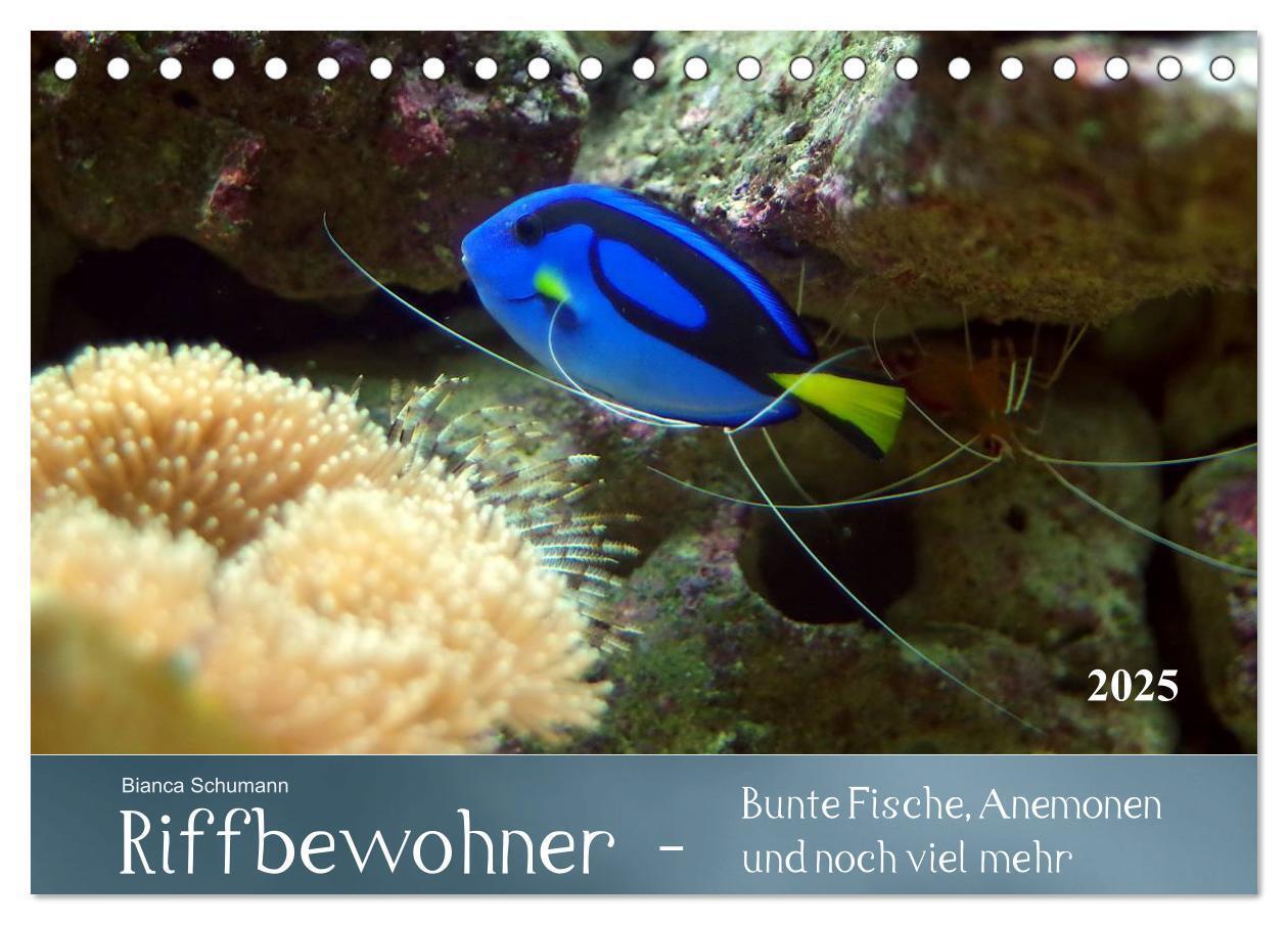 Cover: 9783435689866 | Riffbewohner - Bunte Fische, Anemonen und noch viel mehr...