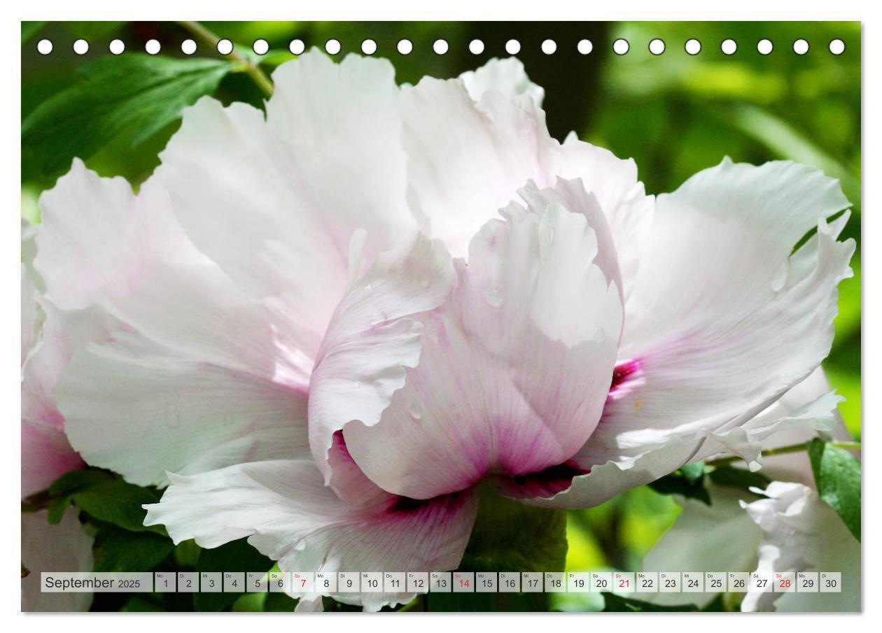 Bild: 9783435283996 | PFINGSTROSEN Rosen ohne Dornen (Tischkalender 2025 DIN A5 quer),...