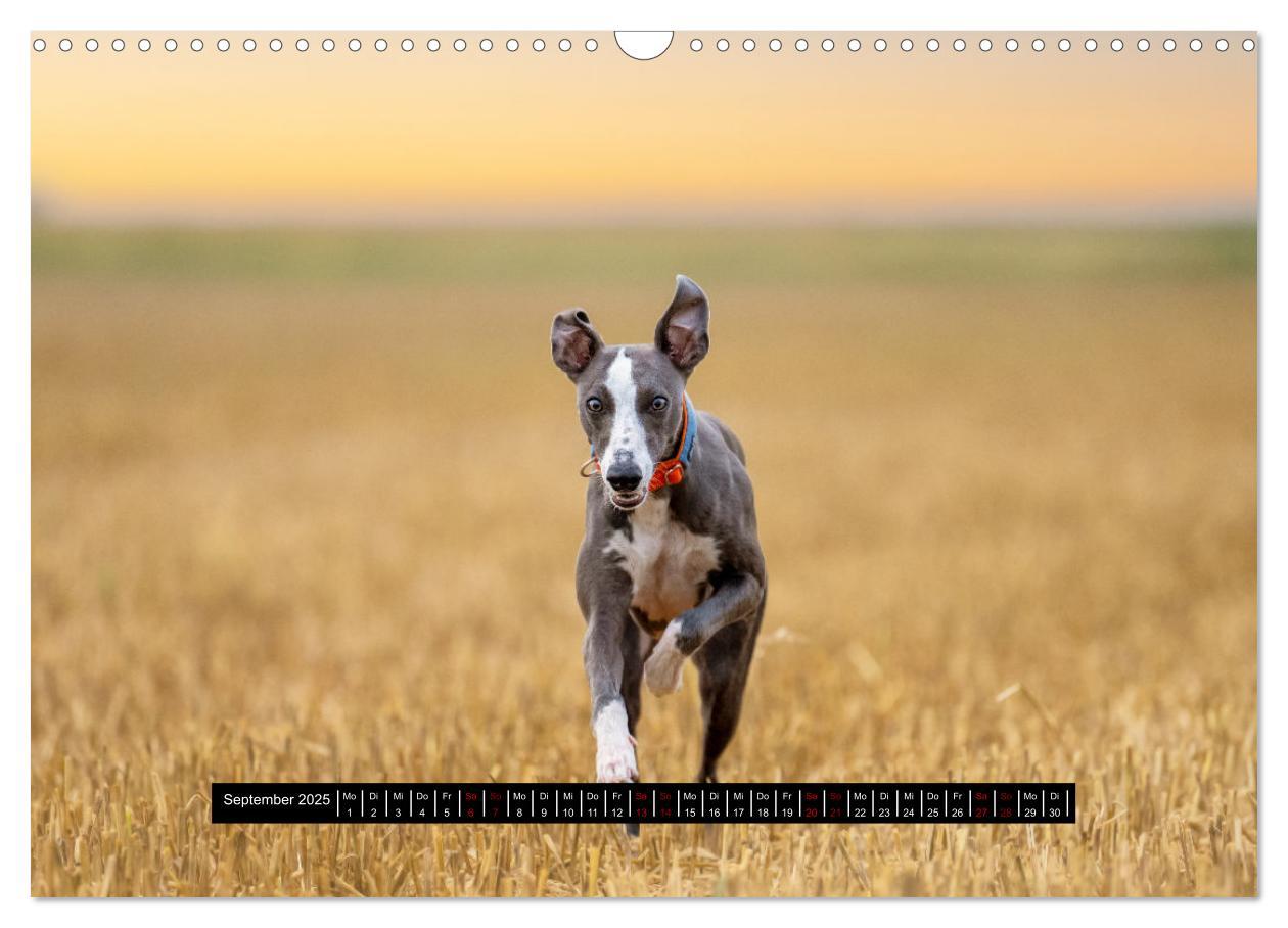 Bild: 9783435040605 | Das erste Whippet-Jahr (Wandkalender 2025 DIN A3 quer), CALVENDO...