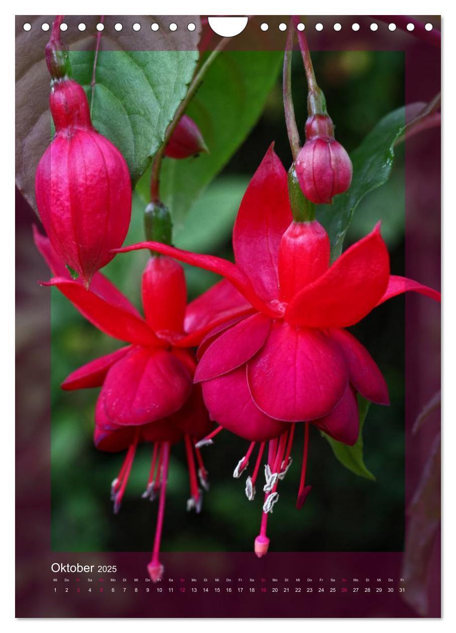 Bild: 9783457050545 | Faszinierende Fuchsien (Wandkalender 2025 DIN A4 hoch), CALVENDO...