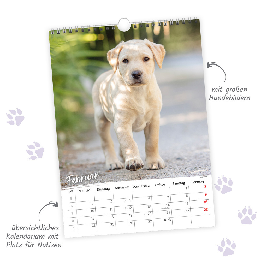 Bild: 9783988021991 | Trötsch Classickalender Hunde 2025 | Wandkalender | &amp;amp (u. a.)