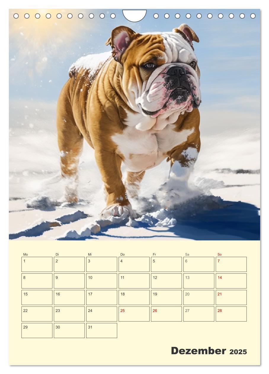 Bild: 9783435871605 | English Bulldogs. Fröhliche Dickköpfe mit Charakter (Wandkalender...