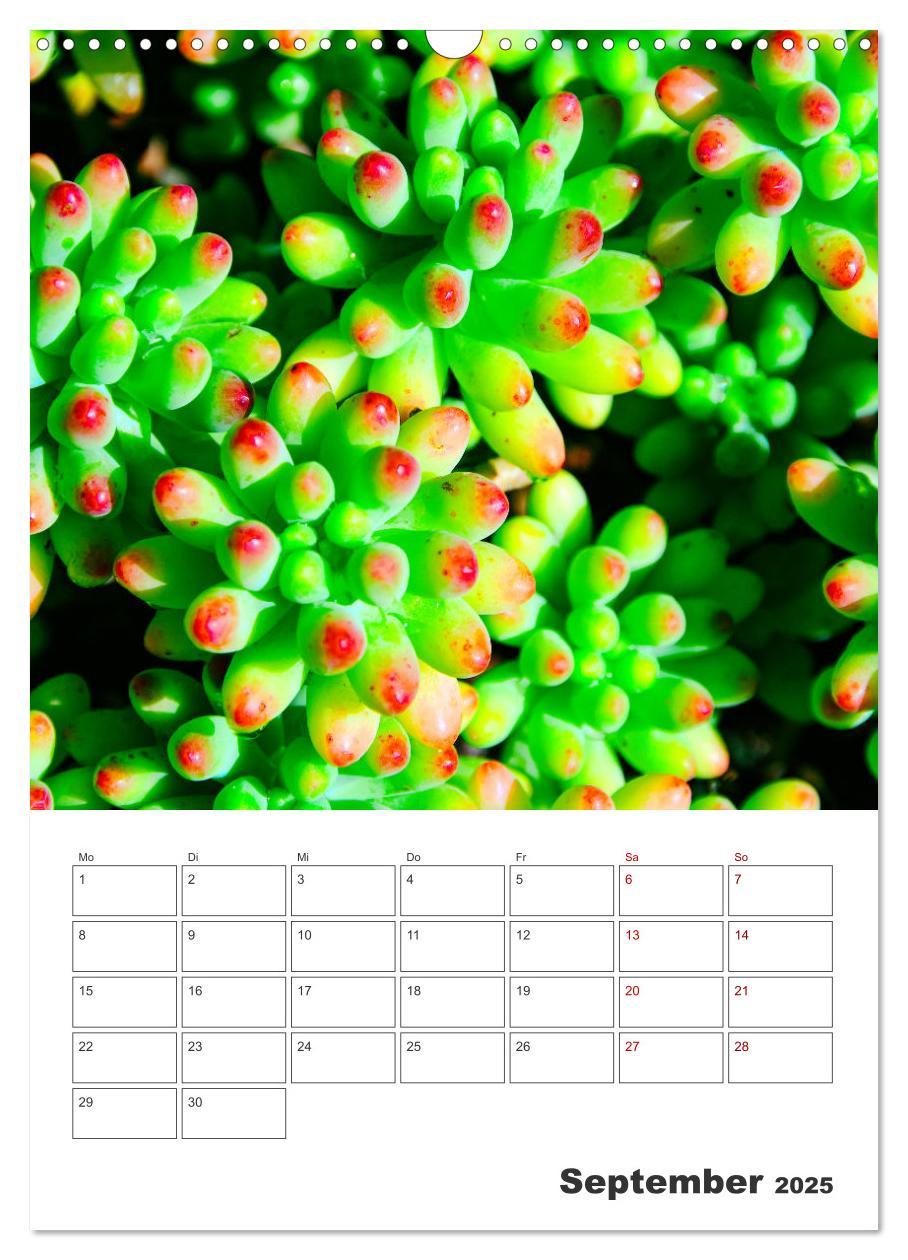 Bild: 9783435890194 | Dornige Schönheiten - Kakteen und Sukkulenten (Wandkalender 2025...