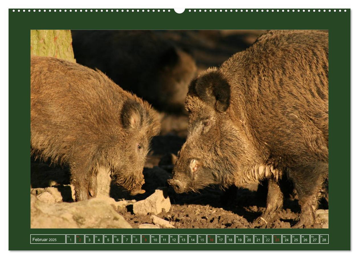 Bild: 9783435776948 | Schweinkram - Die Wildschweine sind los (Wandkalender 2025 DIN A2...