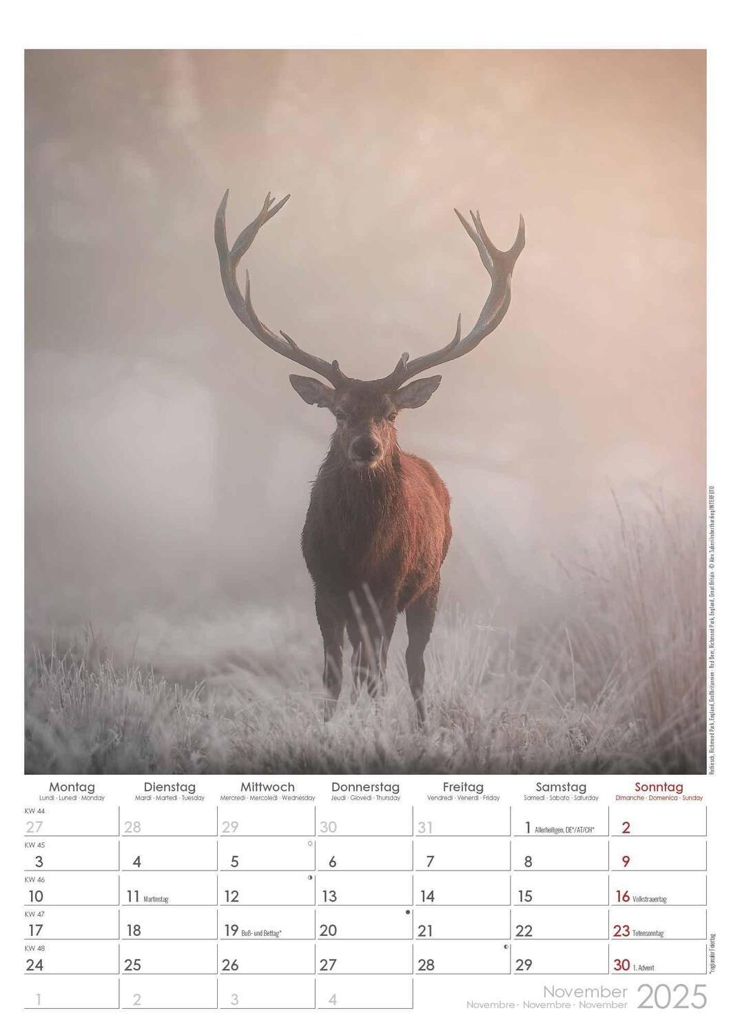 Bild: 4251732342098 | Auf der Pirsch 2025 - Bildkalender A3 (29,7x42 cm) - mit Feiertagen...