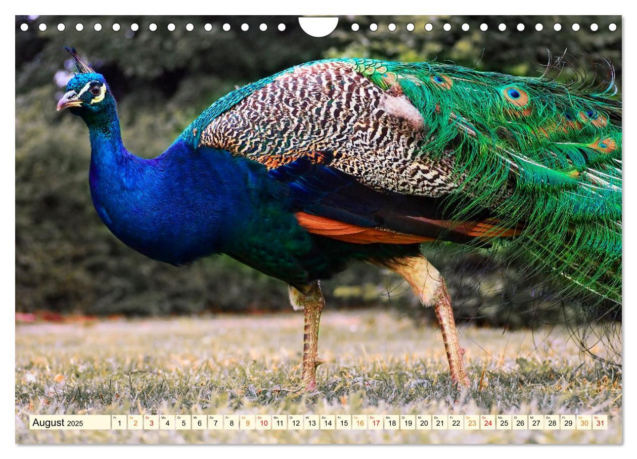 Bild: 9783383953460 | Schöner Pfau (Wandkalender 2025 DIN A4 quer), CALVENDO Monatskalender