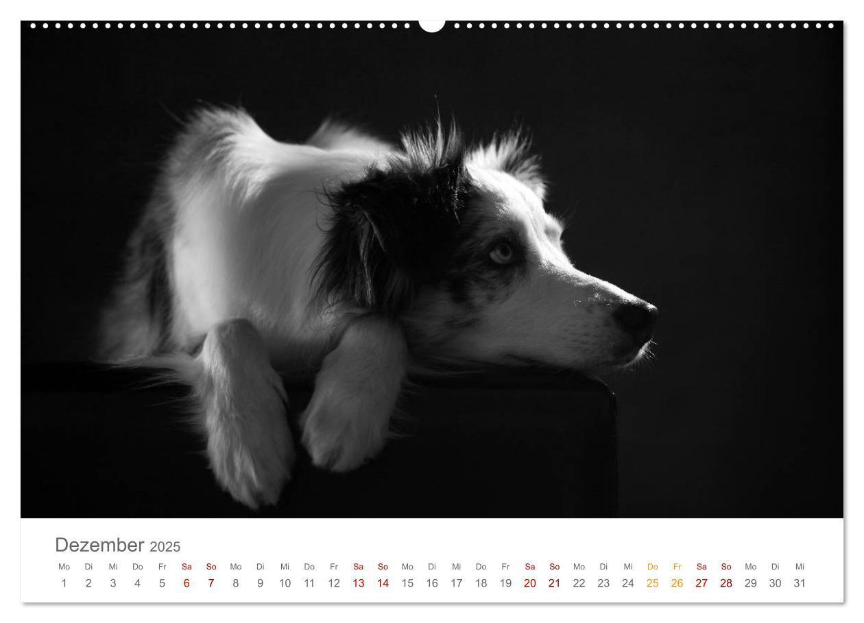 Bild: 9783435434213 | Hundeportraits Fine Art (Wandkalender 2025 DIN A2 quer), CALVENDO...