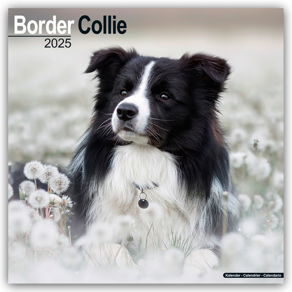 Cover: 9781804603161 | Border Collie 2025 - 16-Monatskalender | Avonside Publishing Ltd