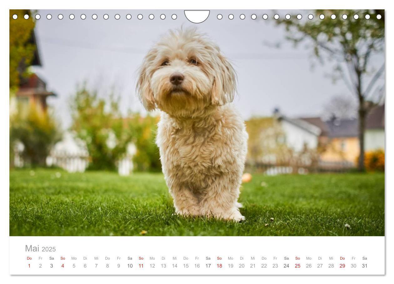 Bild: 9783435504213 | Havaneser - Herz aus Gold (Wandkalender 2025 DIN A4 quer), CALVENDO...