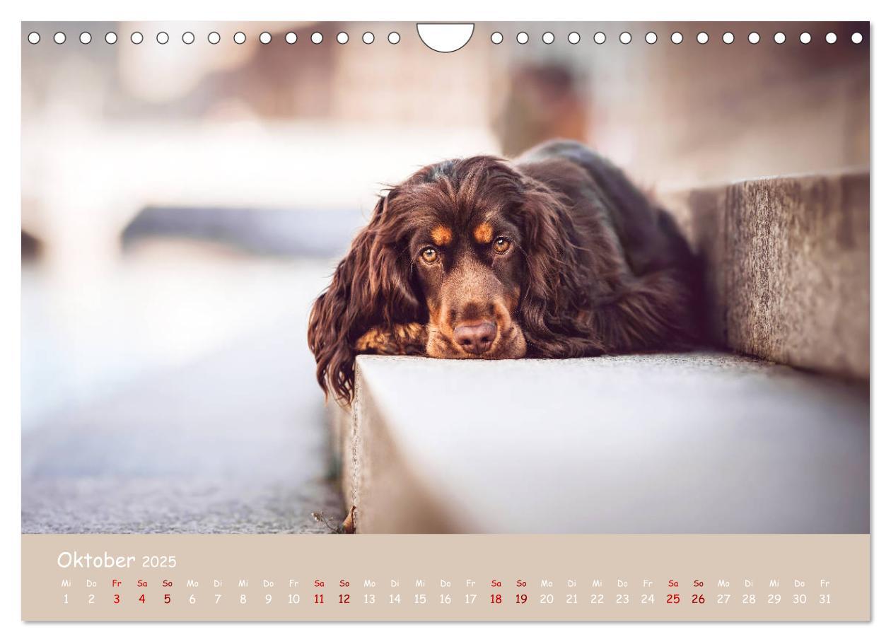 Bild: 9783435137305 | Elvis ein Engl. Cocker Spaniel wird Groß (Wandkalender 2025 DIN A4...