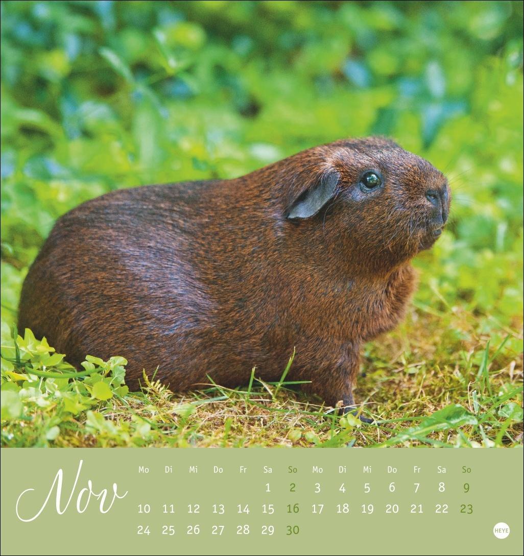 Bild: 9783756407101 | Kuschelige Meerschweinchen Postkartenkalender 2025 | Kalender | 13 S.