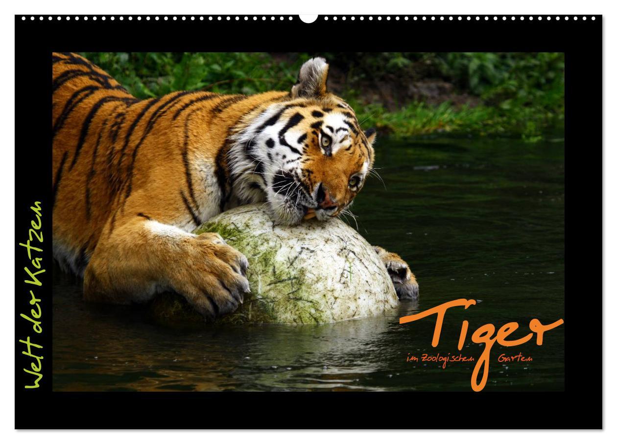 Cover: 9783435774920 | Welt der Katzen - Tiger (Wandkalender 2025 DIN A2 quer), CALVENDO...