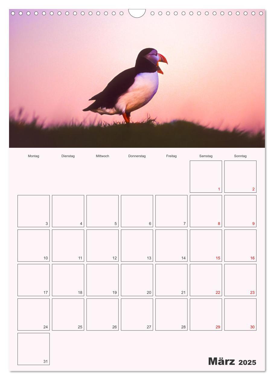 Bild: 9783435927296 | Papageitaucher Monatsplaner (Wandkalender 2025 DIN A3 hoch),...