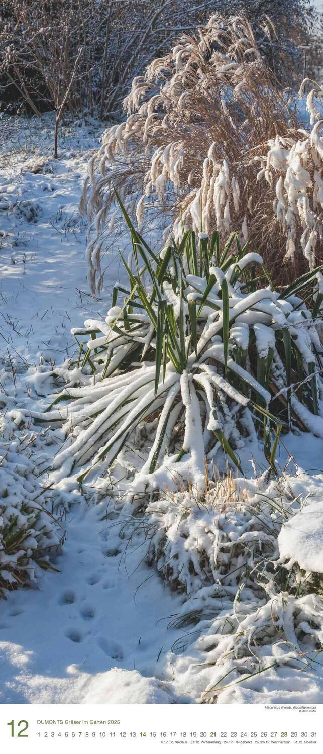 Bild: 4250809653051 | Gräser im Garten 2025 - DUMONT Wandkalender - Garten-Kalender -...