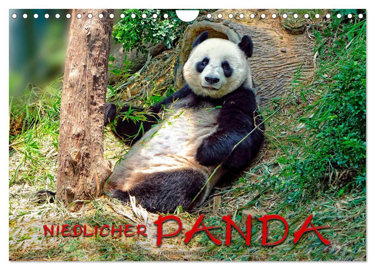 Cover: 9783435372058 | Niedlicher Panda (Wandkalender 2025 DIN A4 quer), CALVENDO...