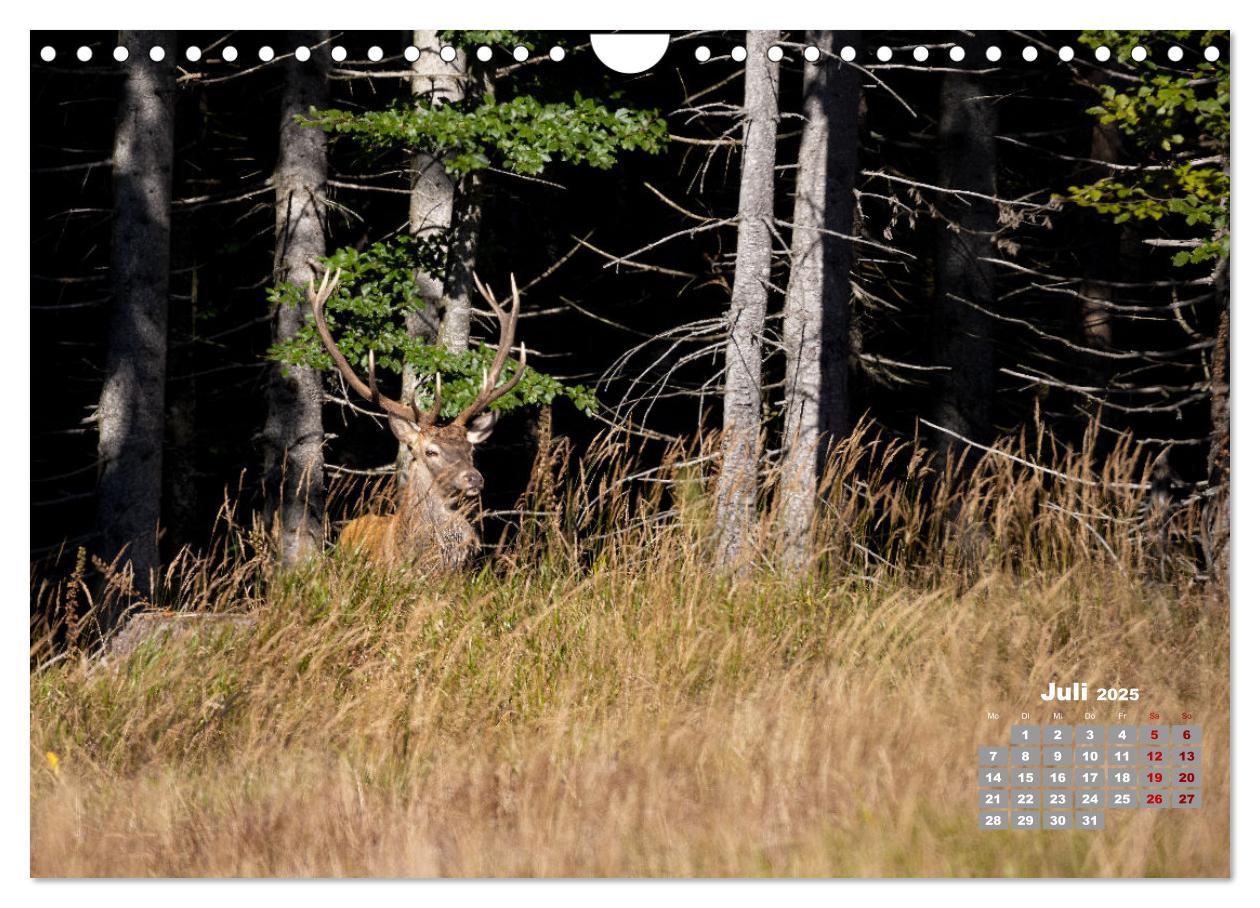 Bild: 9783435004065 | Krafttier Hirsch (Wandkalender 2025 DIN A4 quer), CALVENDO...