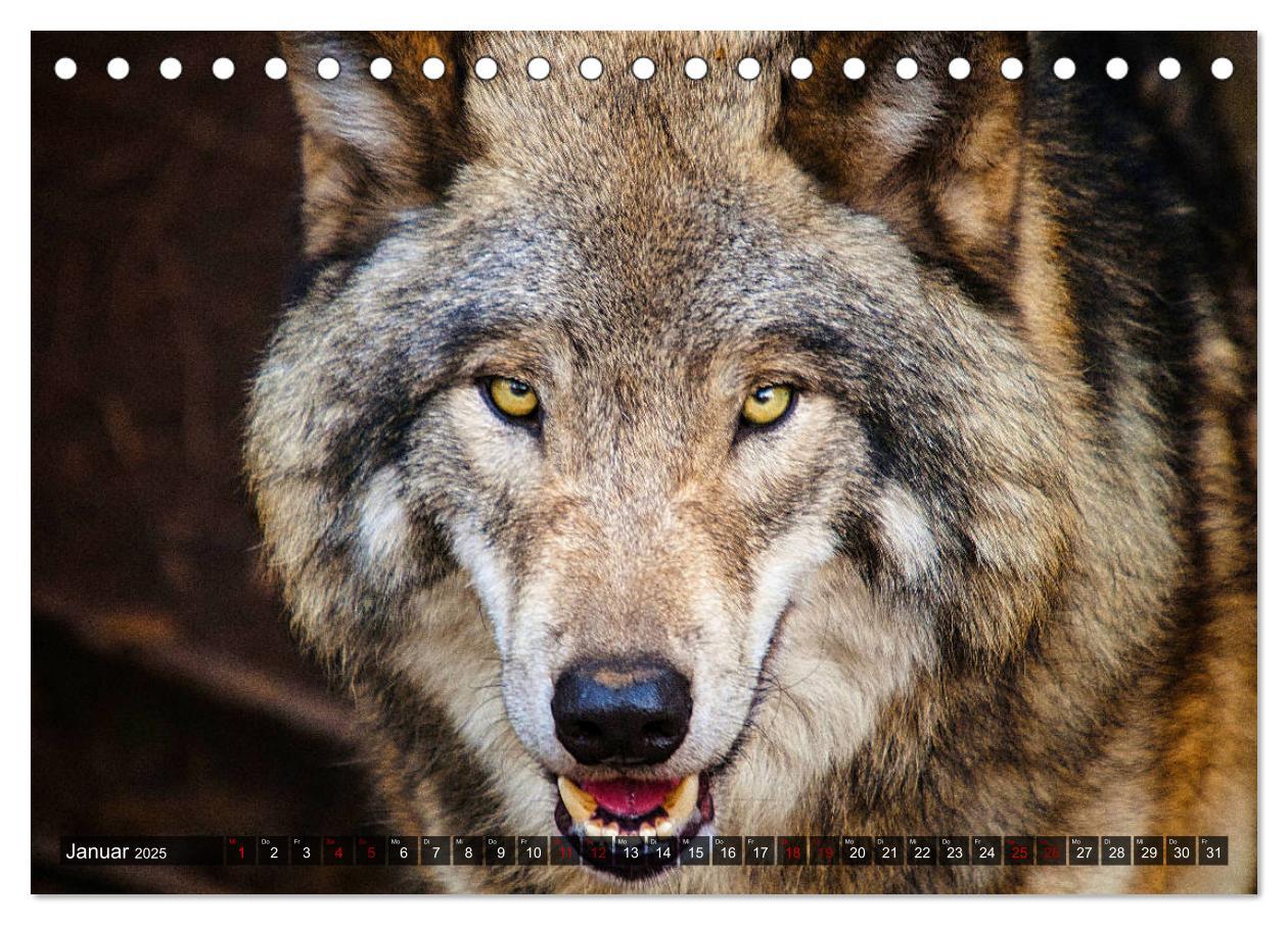 Bild: 9783435262892 | Begegnung mit dem Wolf (Tischkalender 2025 DIN A5 quer), CALVENDO...