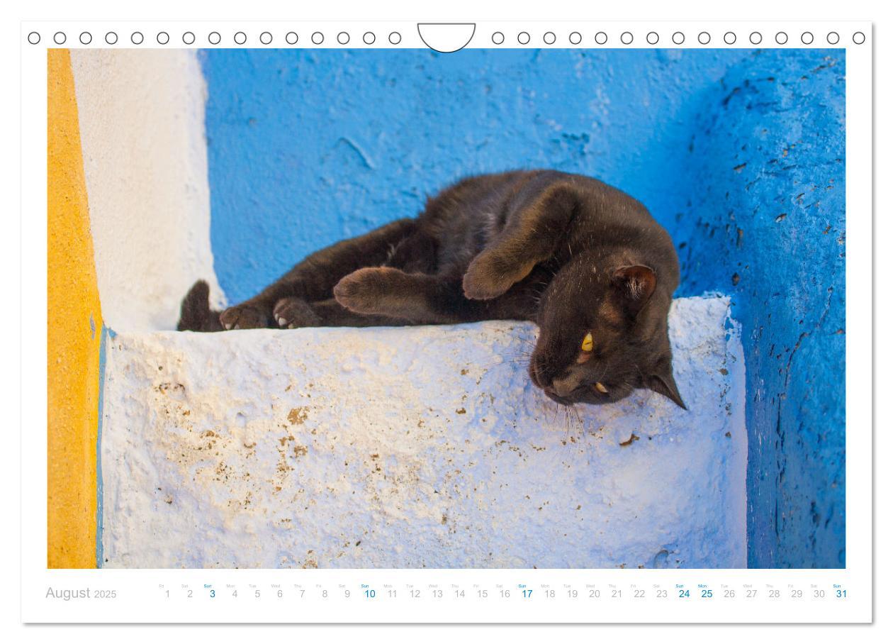 Bild: 9781325837526 | Cats of the Greek Islands (Wall Calendar 2025 DIN A4 landscape),...