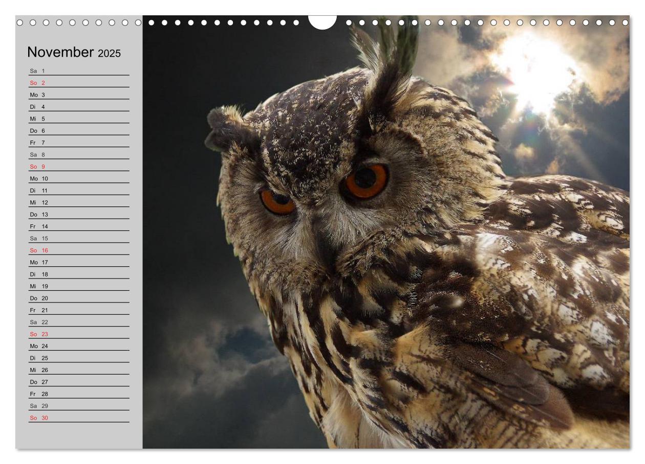 Bild: 9783435685004 | Eulen. Wächter der Nacht (Wandkalender 2025 DIN A3 quer), CALVENDO...