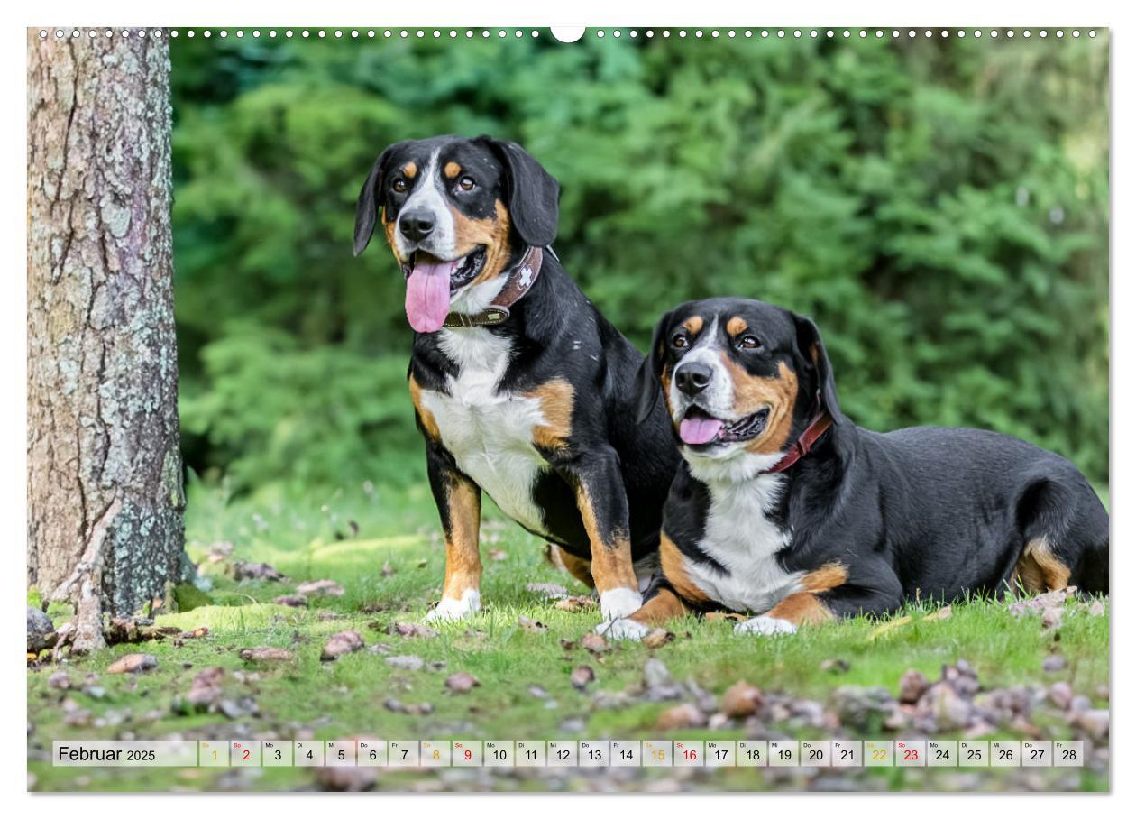 Bild: 9783457198971 | Entlebucher - Temperamentvolle Schweizer Sennenhunde (Wandkalender...