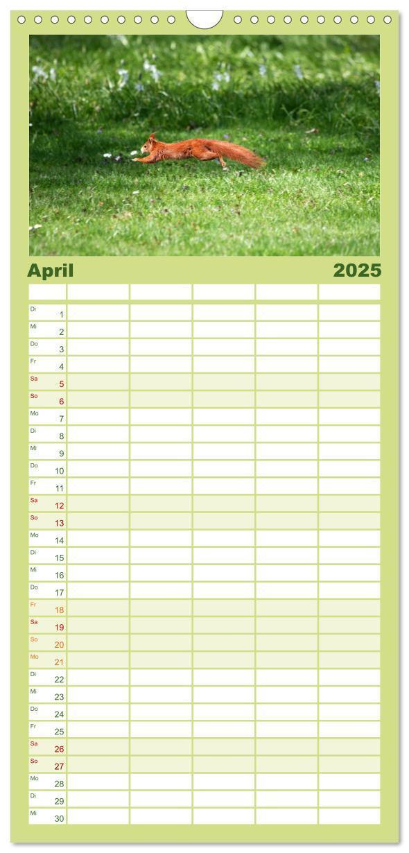 Bild: 9783457111062 | Familienplaner 2025 - Eichhörnchen mit 5 Spalten (Wandkalender, 21...