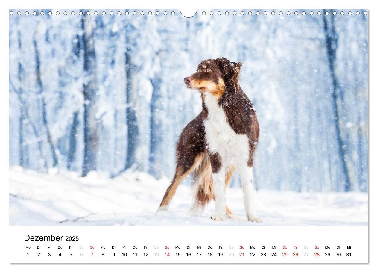 Bild: 9783435577750 | Border Collies 2025 (Wandkalender 2025 DIN A3 quer), CALVENDO...