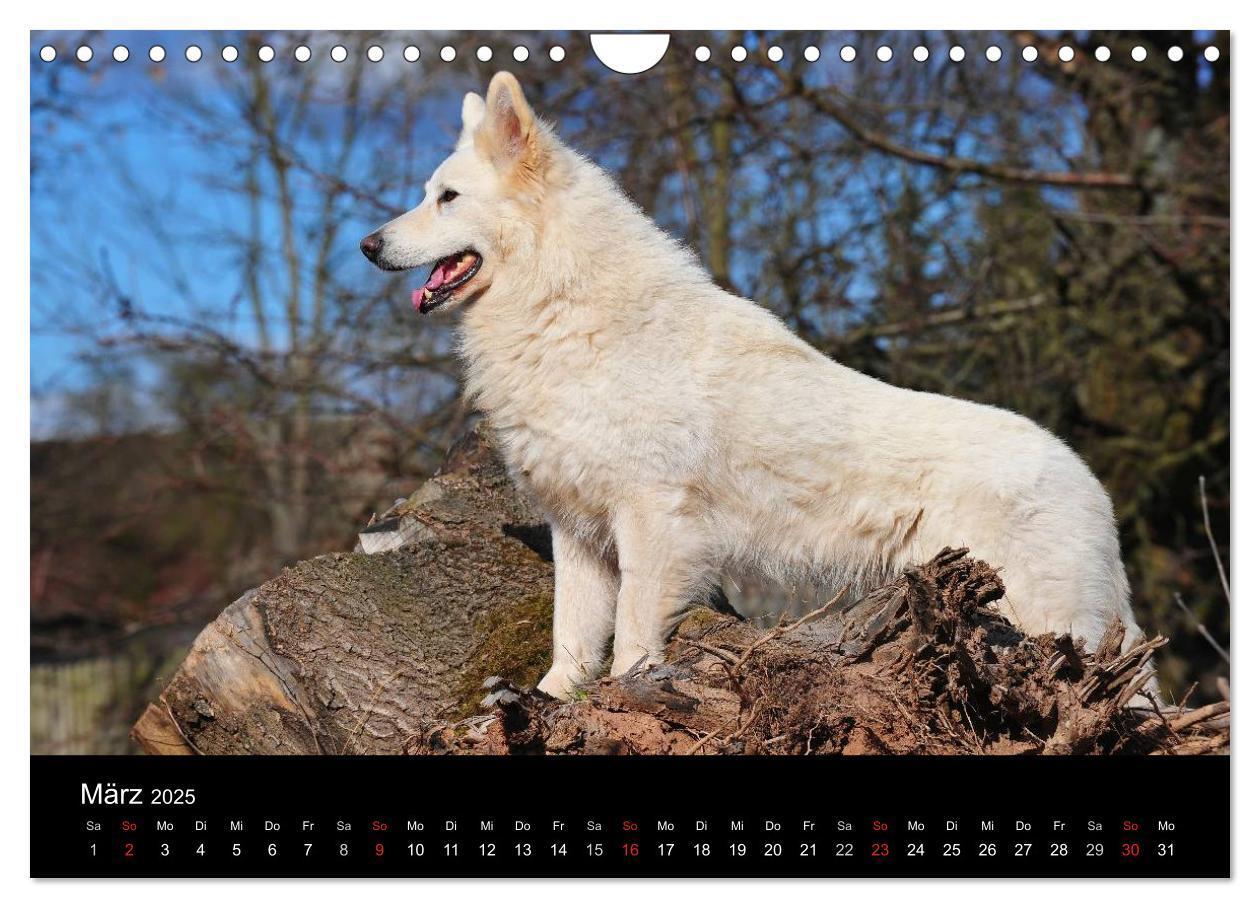 Bild: 9783435765928 | Weißer Schweizer Schäferhund (Wandkalender 2025 DIN A4 quer),...