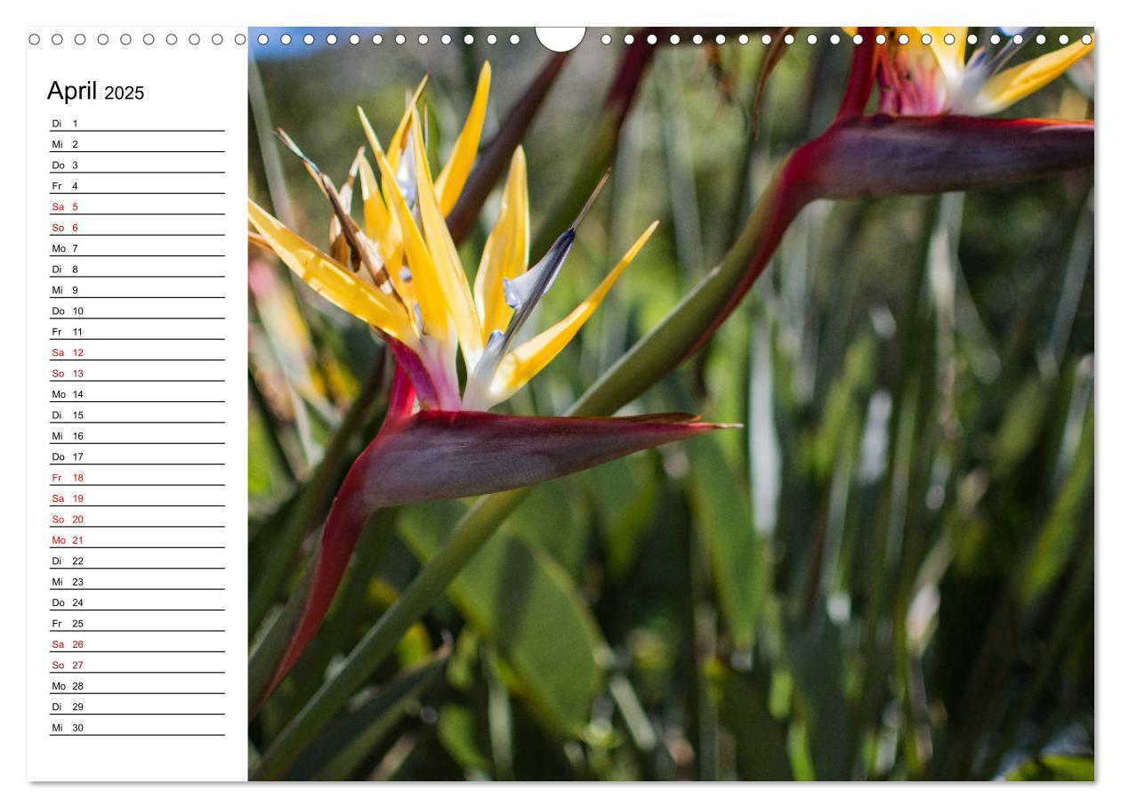 Bild: 9783435398553 | Strelitzien - die Paradiesvögel unter den Blumen (Wandkalender 2025...