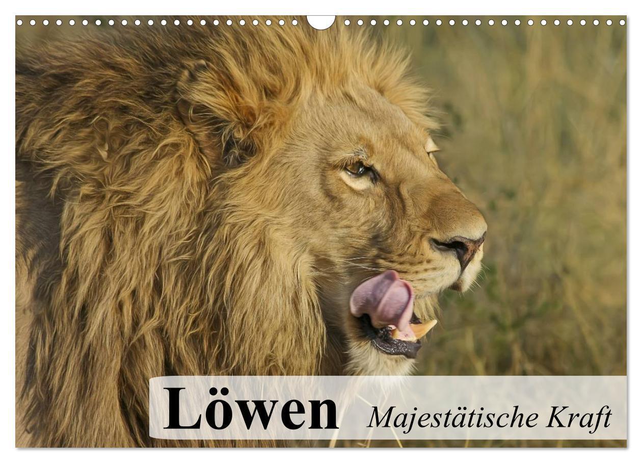 Cover: 9783435737734 | Löwen. Majestätische Kraft (Wandkalender 2025 DIN A3 quer),...