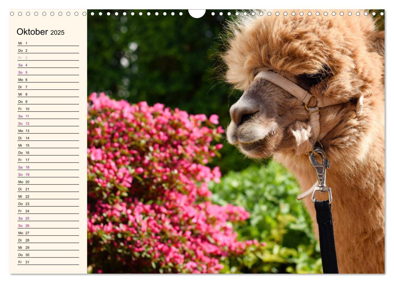 Bild: 9783435301256 | Alpakas im Blumenzauber (Wandkalender 2025 DIN A3 quer), CALVENDO...