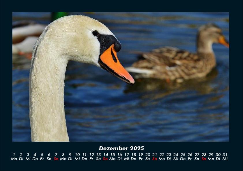 Bild: 9783755990550 | Enten 2025 Fotokalender DIN A4 | Tobias Becker | Kalender | Kalender