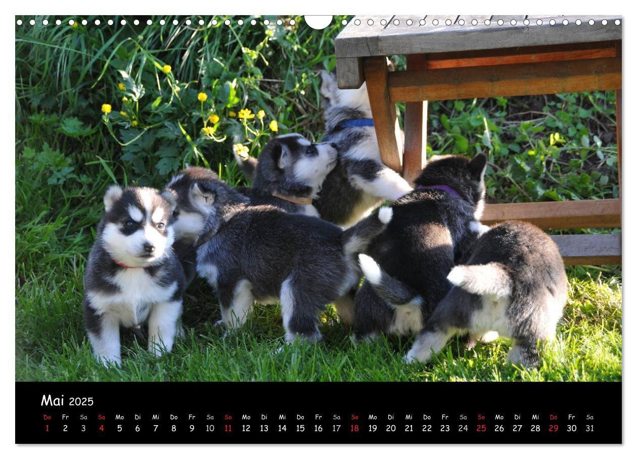 Bild: 9783435738939 | Huskys - Traumhunde (Wandkalender 2025 DIN A3 quer), CALVENDO...