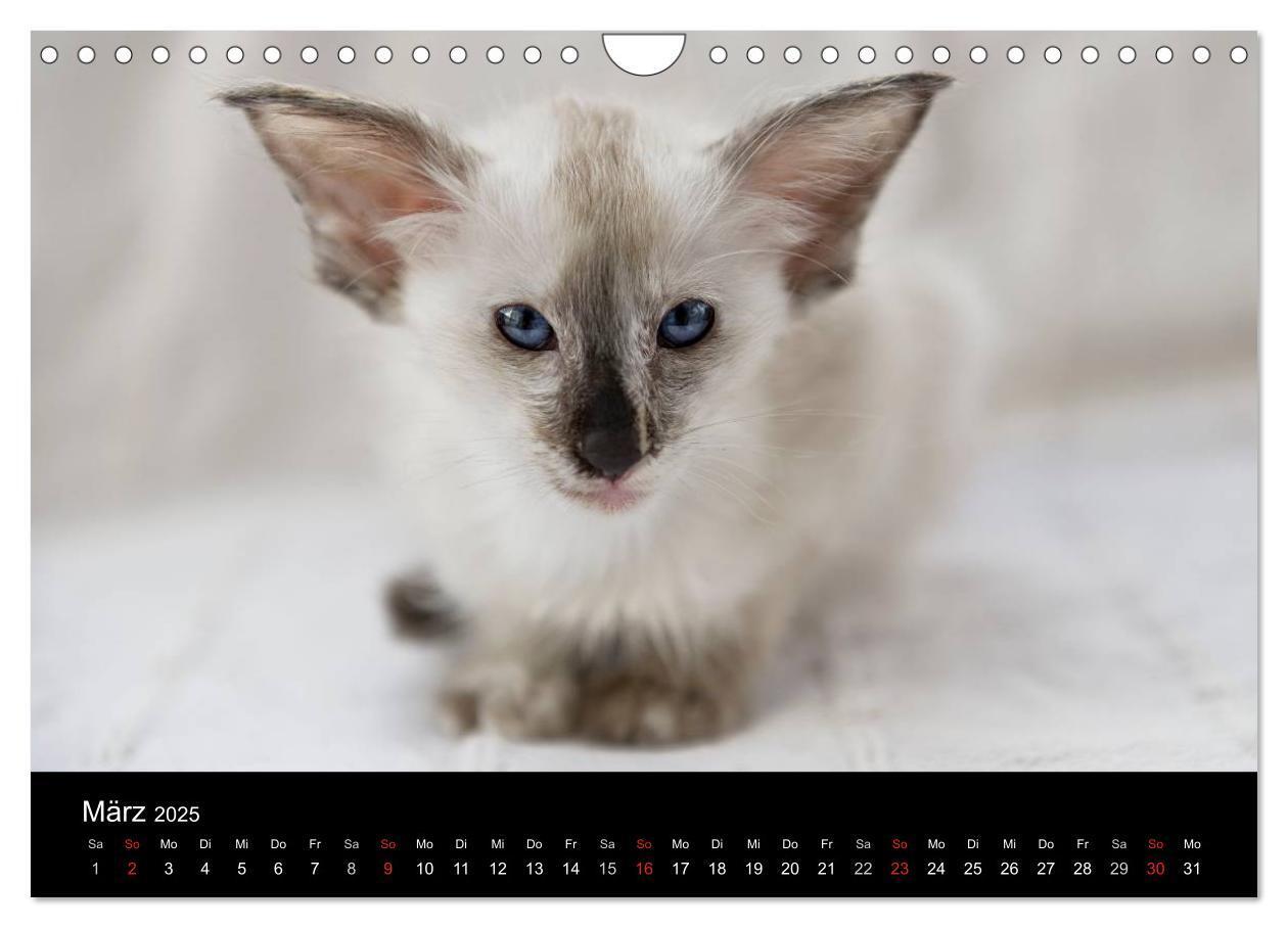 Bild: 9783435730070 | Orientalische Katzen (Wandkalender 2025 DIN A4 quer), CALVENDO...