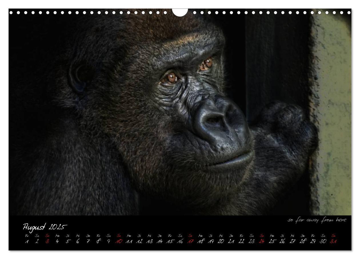 Bild: 9783435744725 | Gorilla (Wandkalender 2025 DIN A3 quer), CALVENDO Monatskalender