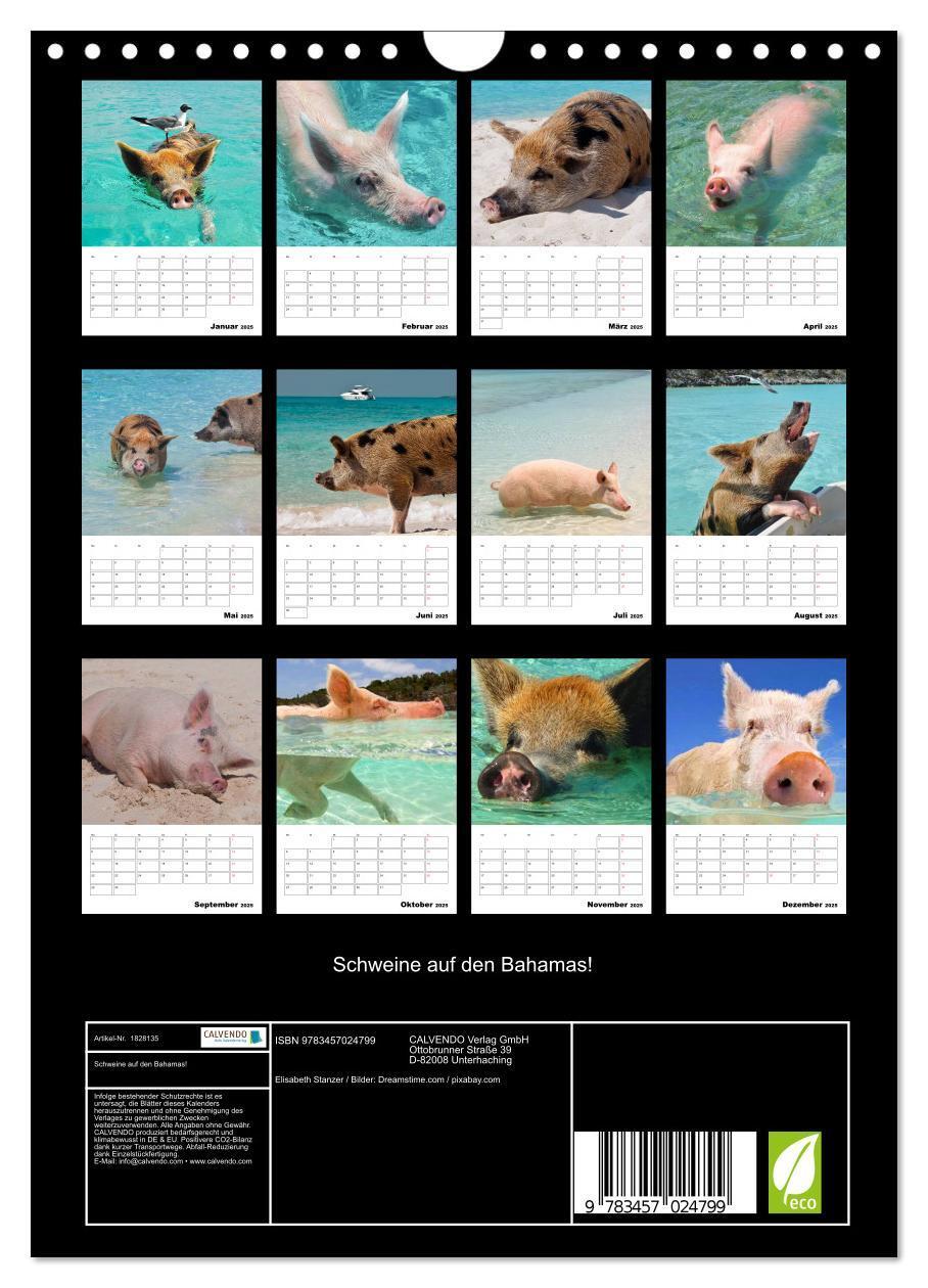 Bild: 9783457024799 | Schweine auf den Bahamas! (Wandkalender 2025 DIN A4 hoch), CALVENDO...