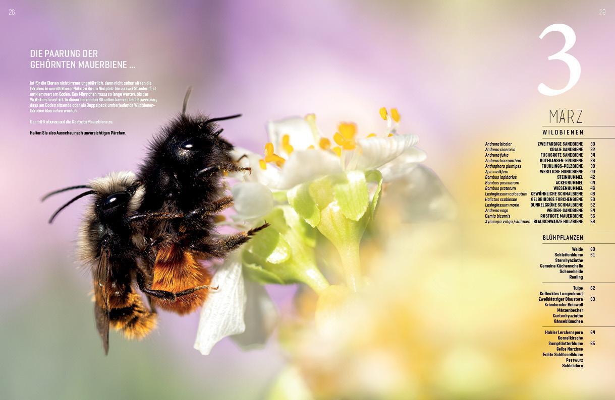 Bild: 9783943969276 | WILDBIENENHELFER | Wildbienen &amp; Blühpflanzen | Anja Eder (u. a.)