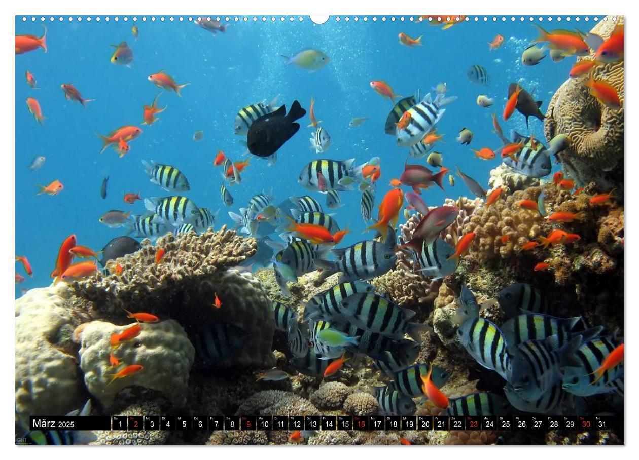 Bild: 9783435717446 | Fische und Meerestiere (Wandkalender 2025 DIN A2 quer), CALVENDO...