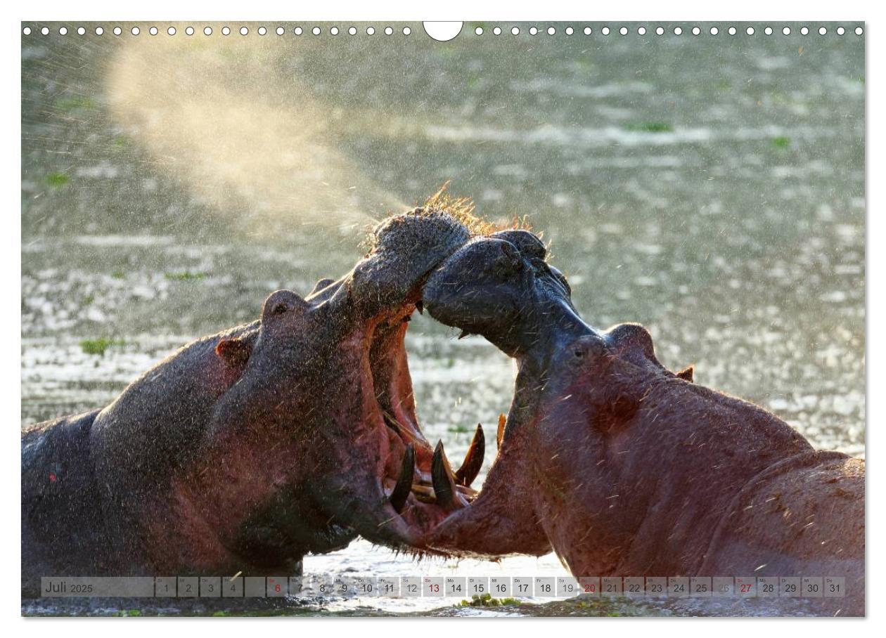 Bild: 9783435760855 | Flusspferde Magie des Augenblicks - Hippos in Afrika (Wandkalender...