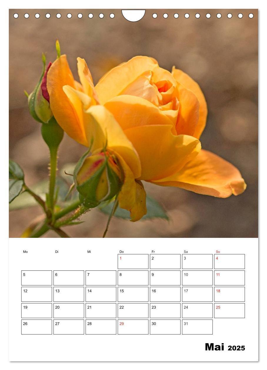 Bild: 9783457022283 | Zauberhafte Rosen (Wandkalender 2025 DIN A4 hoch), CALVENDO...