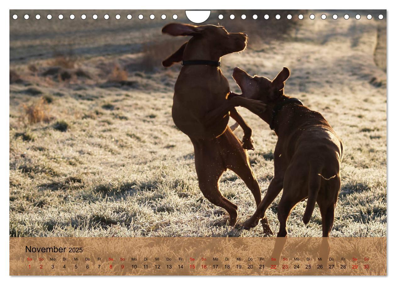 Bild: 9783435307920 | Magyar Vizsla - Ungarischer Vorstehhund (Wandkalender 2025 DIN A4...